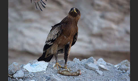 Schelladler (Aquila clanga)