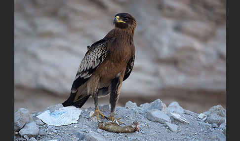 Schelladler (Aquila clanga)