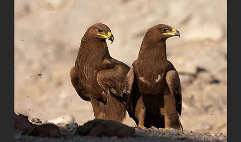 Steppenadler (Aquila nipalensis)