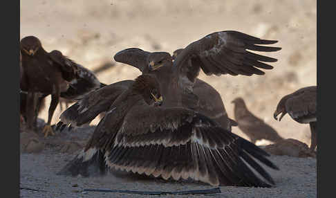 Steppenadler (Aquila nipalensis)