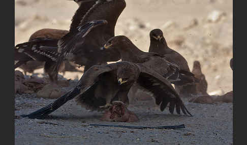 Steppenadler (Aquila nipalensis)