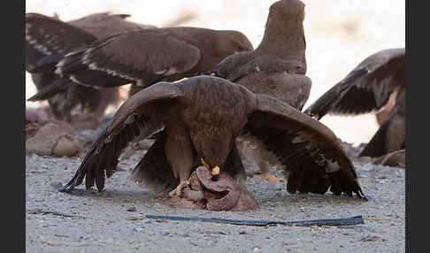 Steppenadler (Aquila nipalensis)