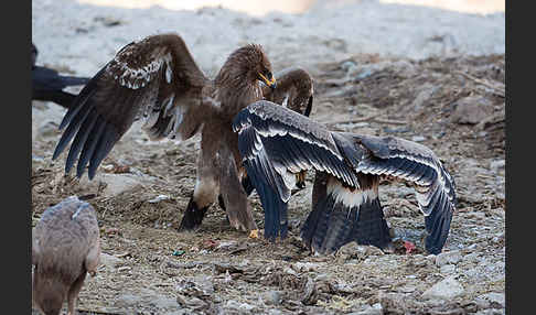 Steppenadler (Aquila nipalensis)