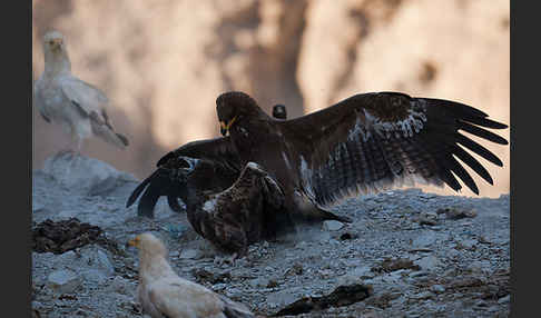 Steppenadler (Aquila nipalensis)