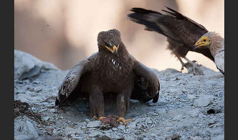 Steppenadler (Aquila nipalensis)