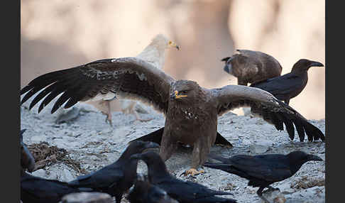 Steppenadler (Aquila nipalensis)