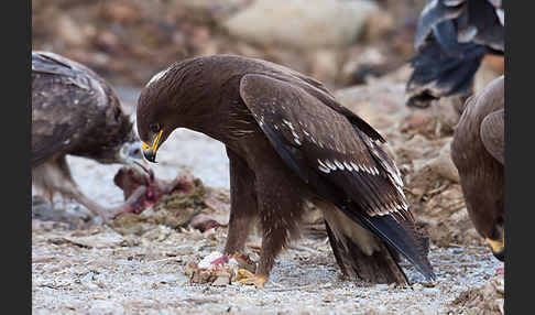 Schreiadler (Aquila pomarina)