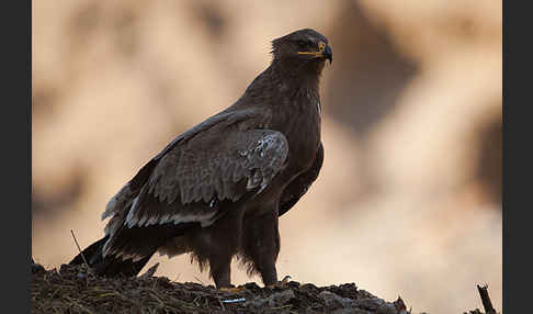 Steppenadler (Aquila nipalensis)