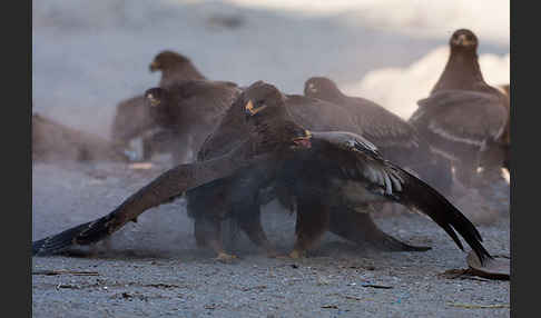 Steppenadler (Aquila nipalensis)