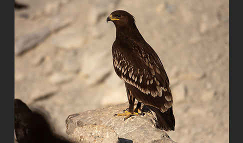 Schelladler (Aquila clanga)