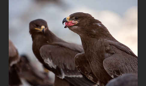 Steppenadler (Aquila nipalensis)