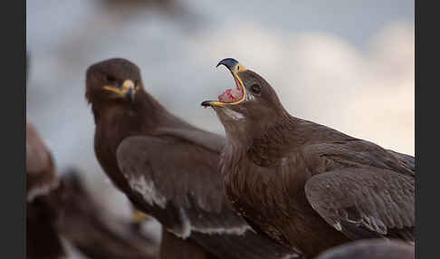 Steppenadler (Aquila nipalensis)