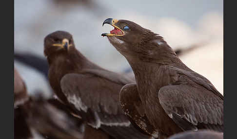 Steppenadler (Aquila nipalensis)