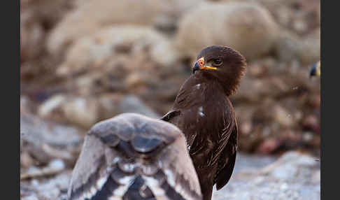 Schreiadler (Aquila pomarina)