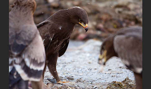 Schreiadler (Aquila pomarina)