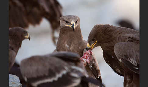 Steppenadler (Aquila nipalensis)