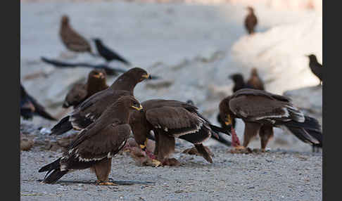 Steppenadler (Aquila nipalensis)