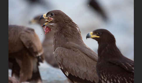 Steppenadler (Aquila nipalensis)