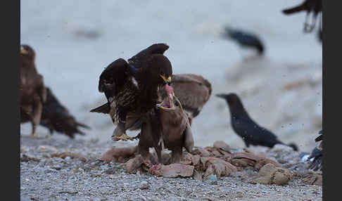 Steppenadler (Aquila nipalensis)