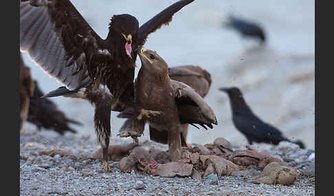 Steppenadler (Aquila nipalensis)