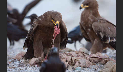 Steppenadler (Aquila nipalensis)