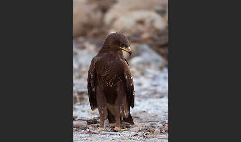 Schreiadler (Aquila pomarina)