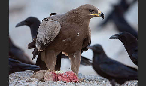 Steppenadler (Aquila nipalensis)