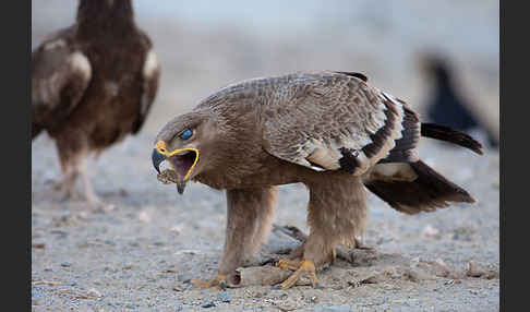 Steppenadler (Aquila nipalensis)