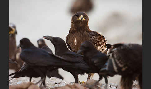 Wüstenrabe (Corvus ruficollis)