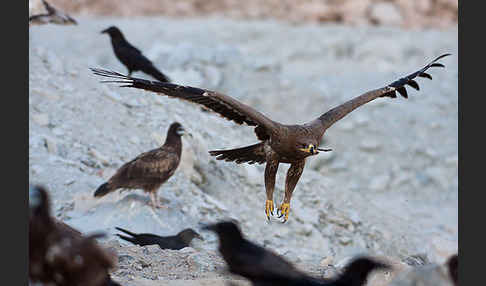 Steppenadler (Aquila nipalensis)