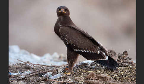 Schreiadler (Aquila pomarina)