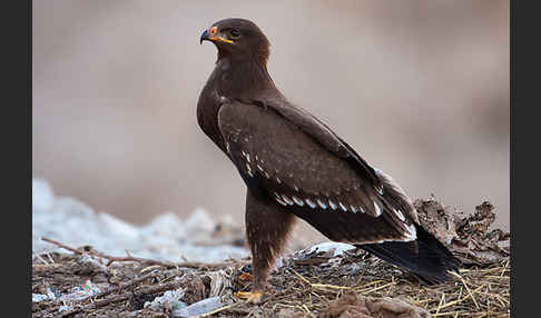 Schreiadler (Aquila pomarina)