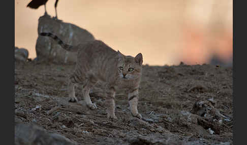 Oman-Falbkatze (Felis silvestris gordoni)
