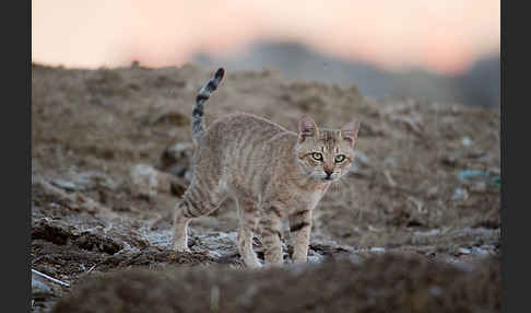 Oman-Falbkatze (Felis silvestris gordoni)