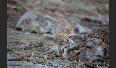 Oman-Falbkatze (Felis silvestris gordoni)