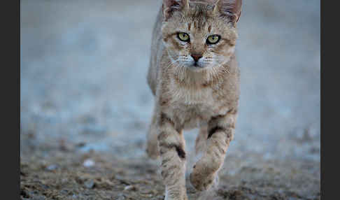 Oman-Falbkatze (Felis silvestris gordoni)