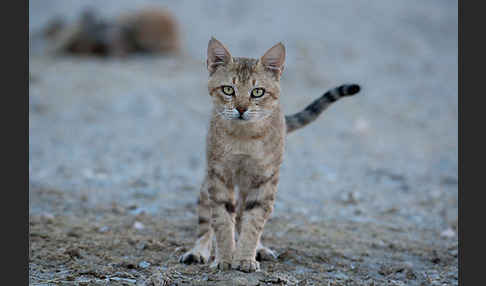 Oman-Falbkatze (Felis silvestris gordoni)