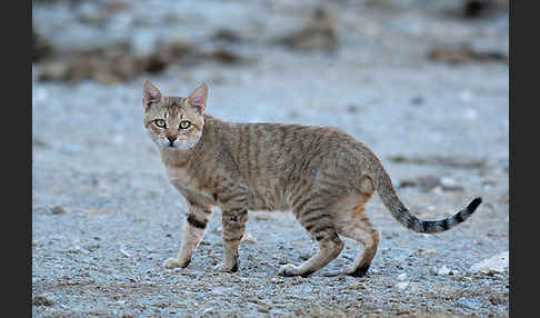 Oman-Falbkatze (Felis silvestris gordoni)