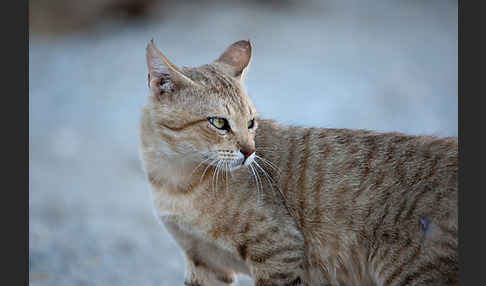 Oman-Falbkatze (Felis silvestris gordoni)