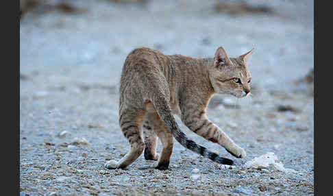 Oman-Falbkatze (Felis silvestris gordoni)