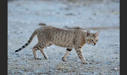 Oman-Falbkatze (Felis silvestris gordoni)