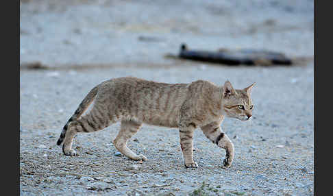 Oman-Falbkatze (Felis silvestris gordoni)