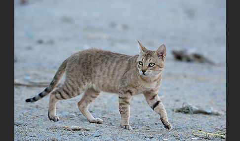 Oman-Falbkatze (Felis silvestris gordoni)