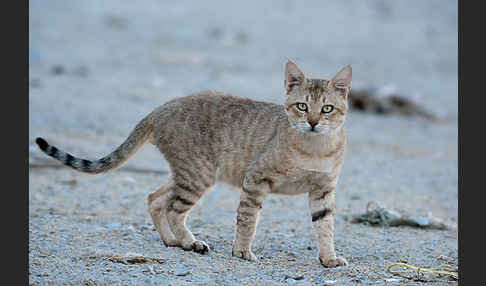 Oman-Falbkatze (Felis silvestris gordoni)