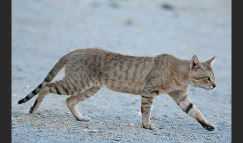 Oman-Falbkatze (Felis silvestris gordoni)