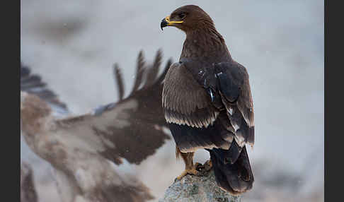 Steppenadler (Aquila nipalensis)