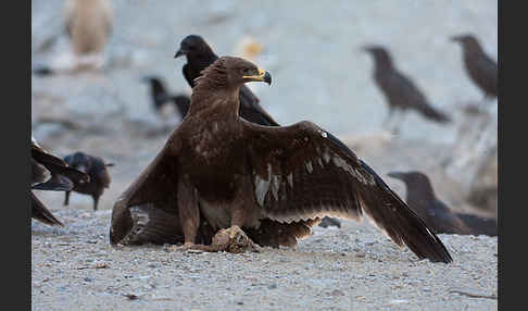 Steppenadler (Aquila nipalensis)