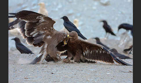 Steppenadler (Aquila nipalensis)