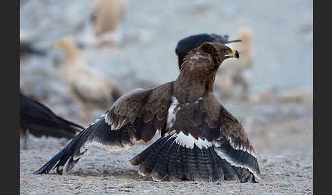 Steppenadler (Aquila nipalensis)