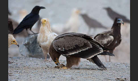 Steppenadler (Aquila nipalensis)